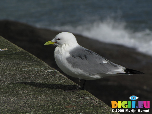 SX02982 Gull on Dunmore East harbour wall - Kittiwake (Rissa Tridactyla)